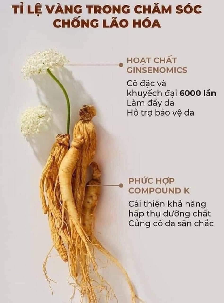 SULWHASOO CONCENTRATED GINSENG RENEWING CREAM EX MINI 10ML