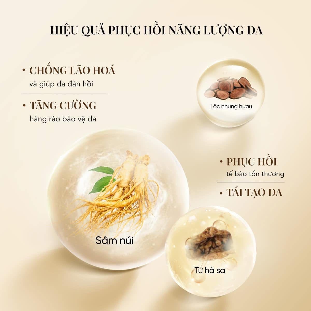 THE WHOO ROYAL REGINA ENERGETIC SPECIAL SET